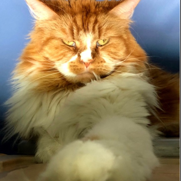 Meet your Posher, Paige - Picture 6 of 8